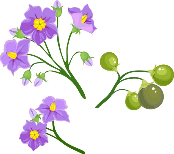 Kwiaty i owoce rośliny ziemniaka — Wektor stockowy