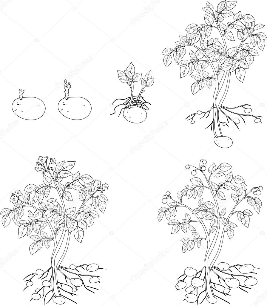 Coloring With Potato Plant Growth Cycle Stock Vector