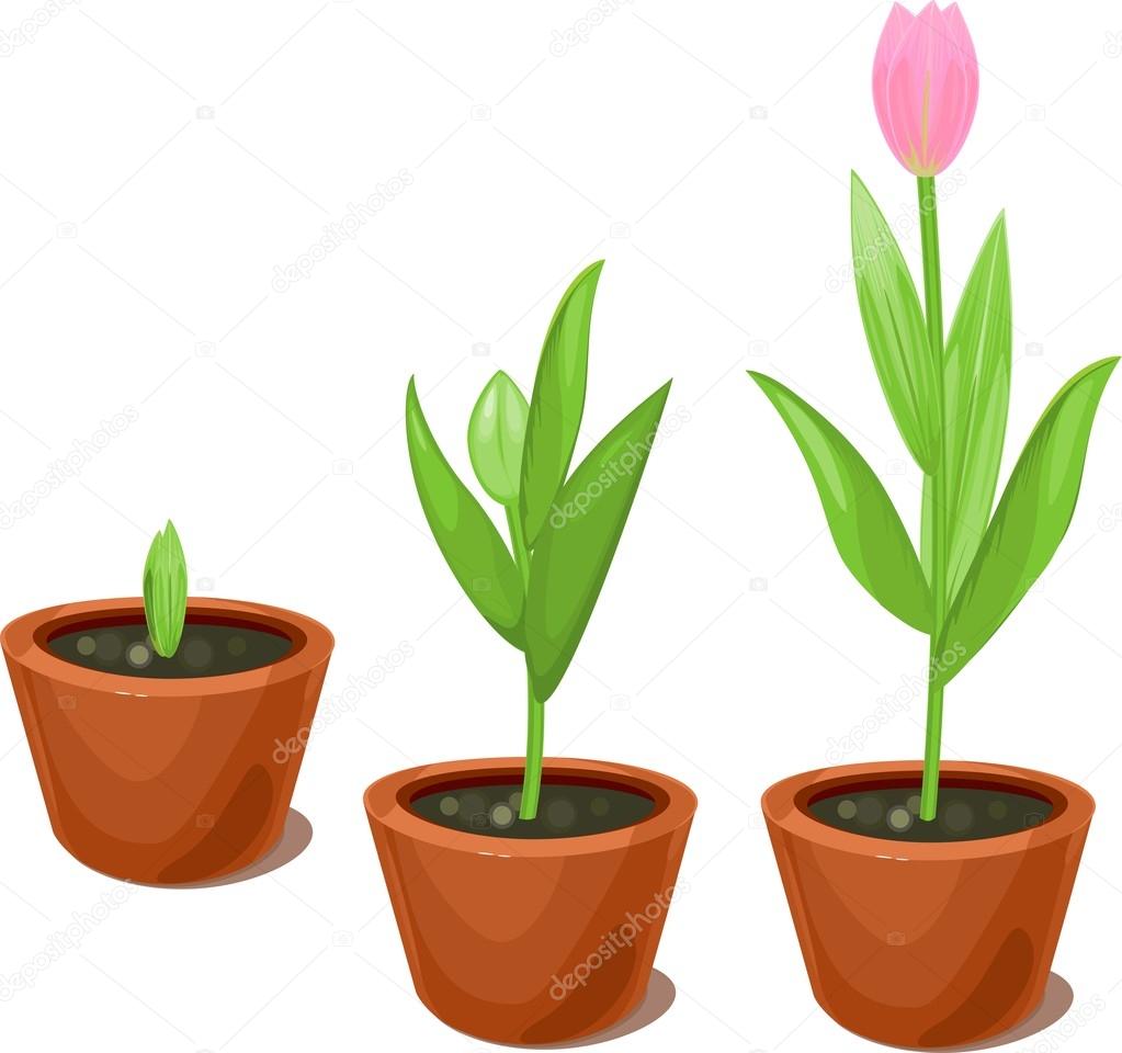 Tulip growth stage in flowerpots