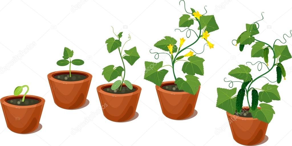 Cucumber plant growth cycle