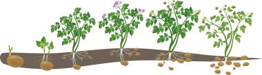 Patates bitki büyüme döngüsü 