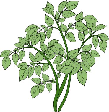 Yeşil bitki bileşik yaprak ile