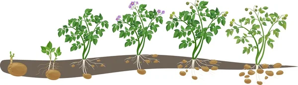 ジャガイモ植物の成長サイクル — ストックベクタ