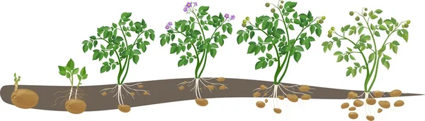 Цикл роста картофеля — стоковый вектор