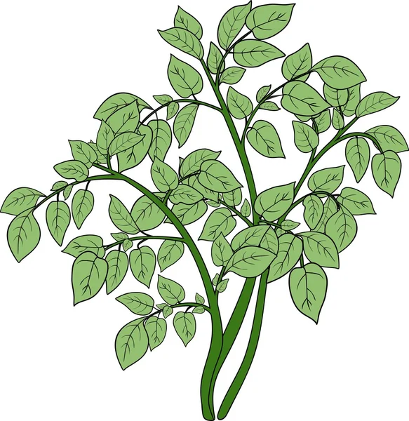 Zielona roślina z złożonych liściach — Wektor stockowy