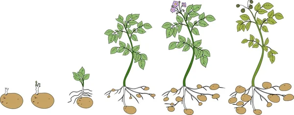 Ciclo de crecimiento de las plantas de patata — Vector de stock