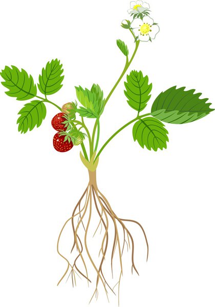 Strawberry plant with green leaves