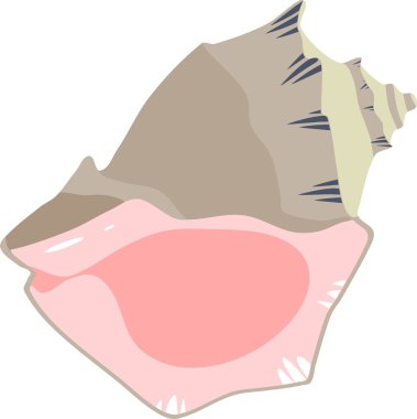 kabuk yumuşakça Rapana