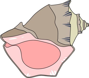 kabuk yumuşakça Rapana