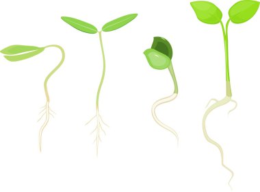 Beyaz arka plan sette Filiz