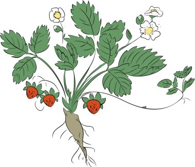 Beyaz arka plan üzerinde çilek tesisi