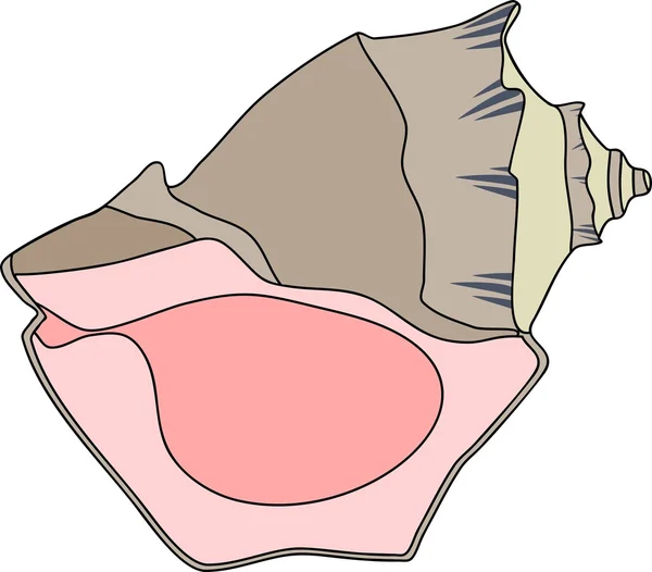 Shell moluska Rapana - Stok Vektor