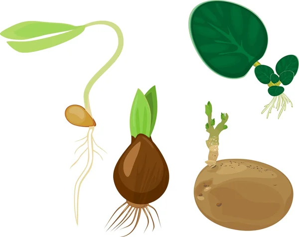 Set de reproduction végétale — Image vectorielle