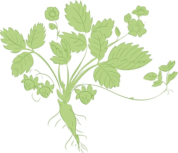 딸기 식물의 스케치 — 스톡 벡터
