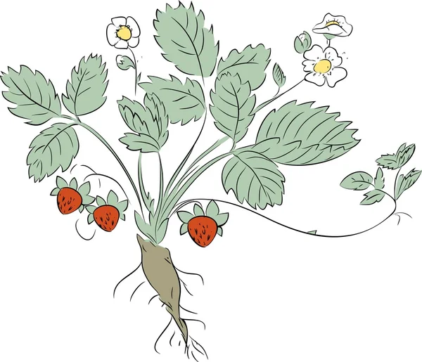 Szkic truskawka roślin — Wektor stockowy