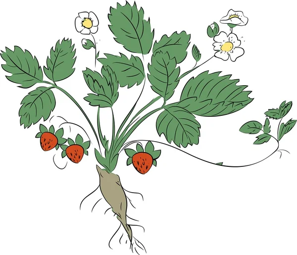 Planta de fresa sobre fondo blanco — Archivo Imágenes Vectoriales