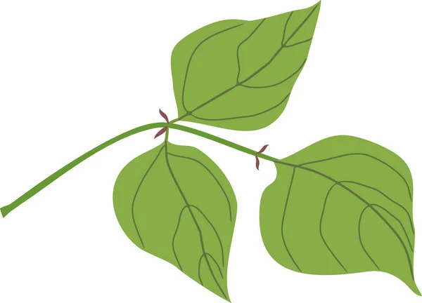 Зеленый Лист Фасоли Белом Фоне — стоковый вектор