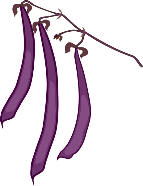 紫色豆荚 白色背景分离 — 图库矢量图片