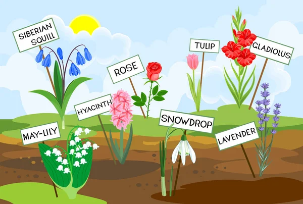 Diferentes Espécies Flores Jardim Com Títulos Que Crescem Chão Contra —  Vetores de Stock