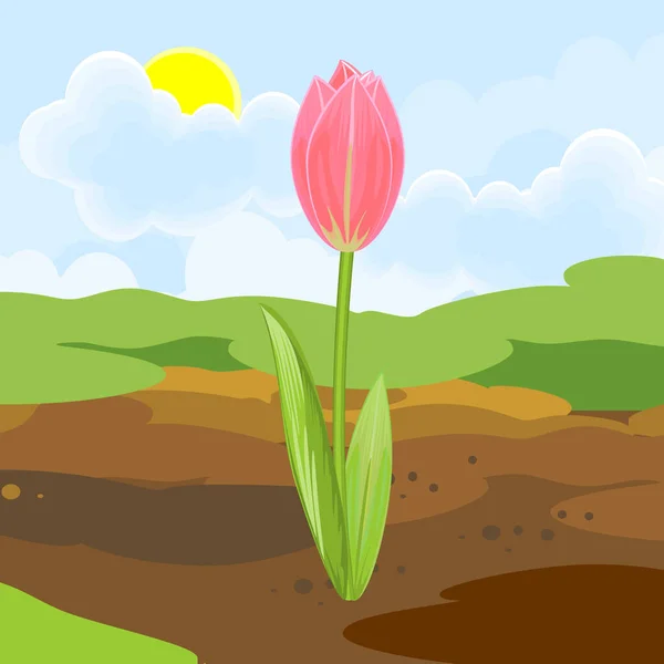Цветущий Тюльпан Розовым Цветком Зелеными Листьями Растущими Земли Фоне Весеннего — стоковый вектор