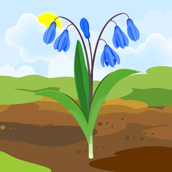 Planta Siberiana Flor Scilla Siberica Con Flores Azules Hojas Verdes — Vector de stock