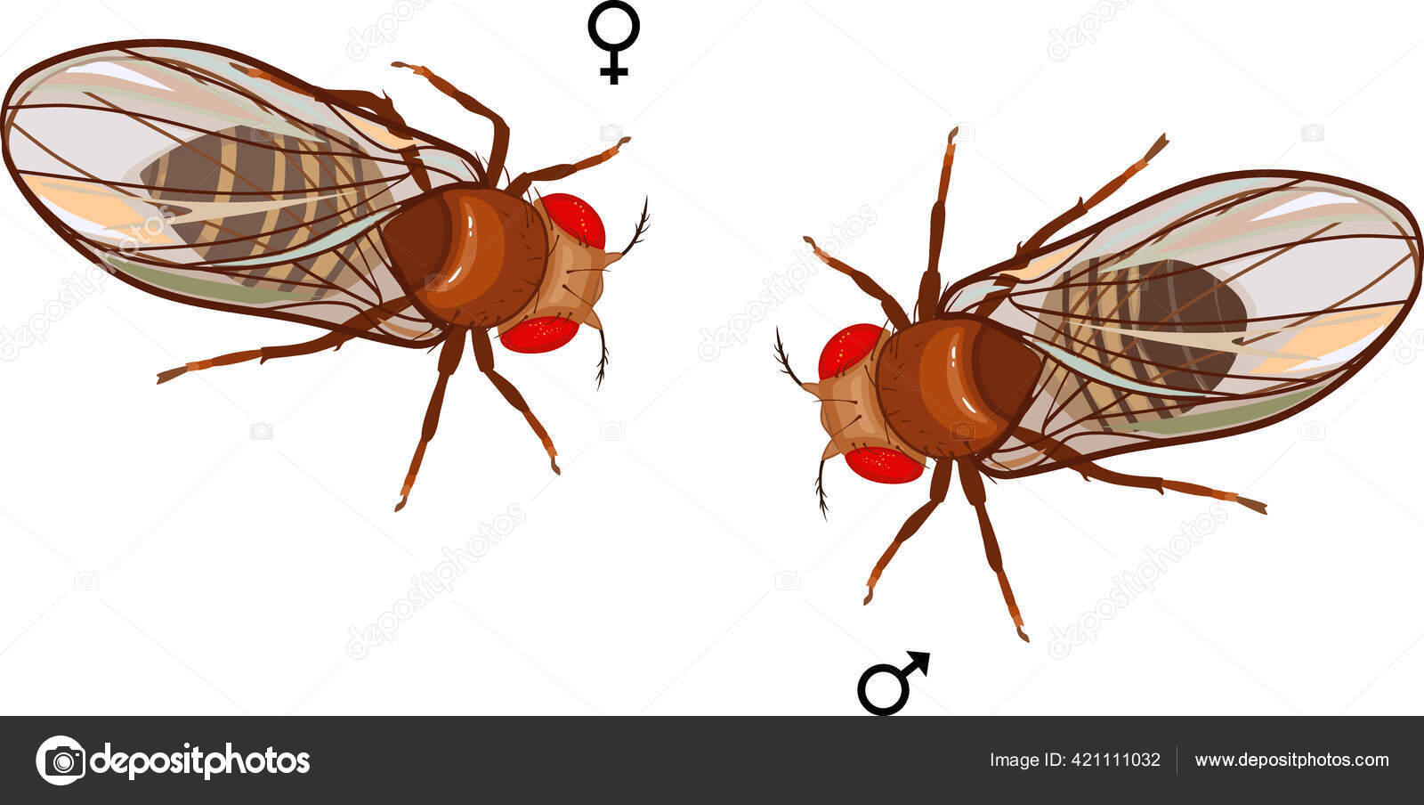 Male Female Fruit Fly Drosophila Melanogaster Isolated White Background Stock Vector Image by ©mariaflaya #421111032 Male Female Fruit Fly Drosophila Melanogaster Isolated White Background Stock Vector Image by ©mariaflaya #421111032