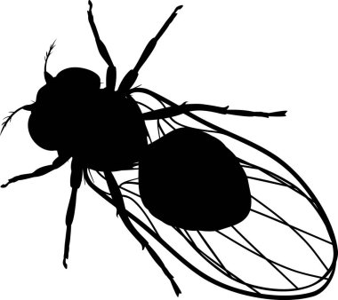 Beyaz arka planda siyah meyve sineği silueti (Drosophila melanogaster) izole edildi