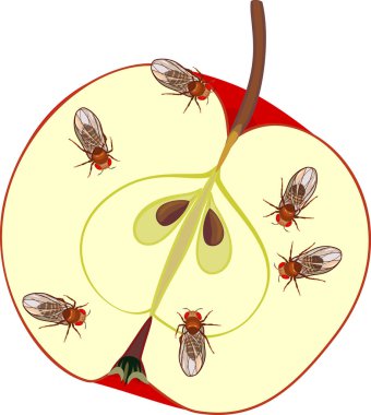 Beyaz arka planda izole edilmiş kırmızı elma üzerinde meyve sinekleri (Drosophila melanogaster)
