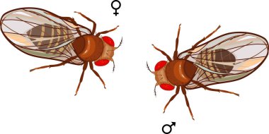 Male and female fruit fly (Drosophila melanogaster) isolated on white background clipart