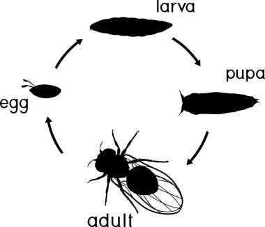 Meyve sineğinin yaşam döngüsü silueti (Drosophila melanogaster). Meyve sineğinin (Drosophila) yumurtadan yetişkin böceğe gelişim aşamalarının beyaz arka planda izole edilmesi