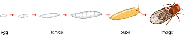 Ciclo Vital Mosca Fruta Drosophila Melanogaster Secuencia Etapas Desarrollo Mosca — Vector de stock