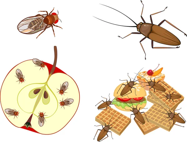 Cafards Mouches Des Fruits Drosophila Melanogaster Sur Des Aliments Isolés — Image vectorielle