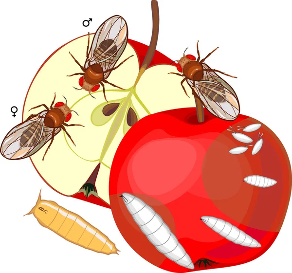 Cycle Vital Drosophile Drosophila Melanogaster Séquence Des Stades Développement Drosophile — Image vectorielle