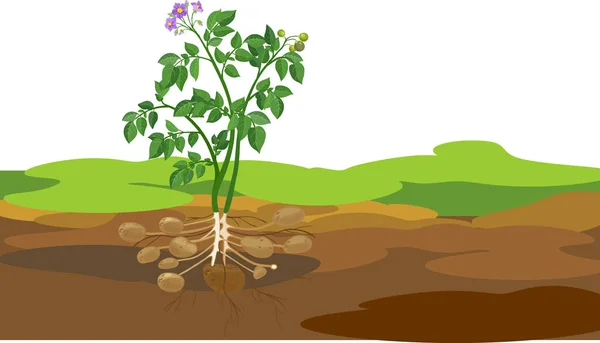 地下に根系のあるジャガイモ植物の一般図 — ストックベクタ