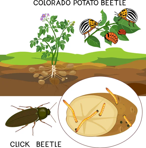 Kartoffelschädlinge Colorado Kartoffelkäfer Leptinotarsa Decemlineata Und Klick Käfer Drahtwurm Isoliert — Stockvektor