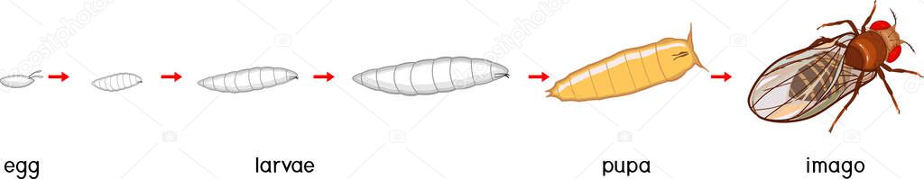 Life cycle of fruit fly (Drosophila melanogaster). Sequence of stages of development of fruit fly (Drosophila) from egg to adult insect isolated on white background