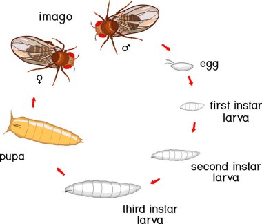 Meyve sineğinin yaşam döngüsü (Drosophila melanogaster). Meyve sineğinin (Drosophila) yumurtadan yetişkin böceğe gelişim aşamalarının beyaz arka planda izole edilmesi