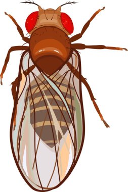 Dişi meyve sineği (Drosophila melanogaster) beyaz arka planda izole edilmiştir