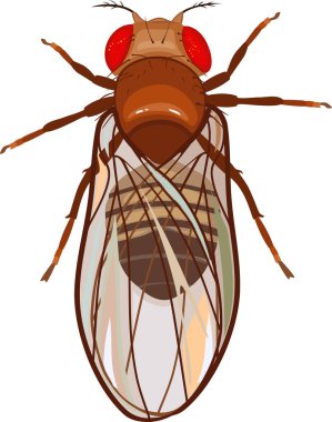 Erkek meyve sineği (Drosophila melanogaster) beyaz arka planda izole edilmiştir