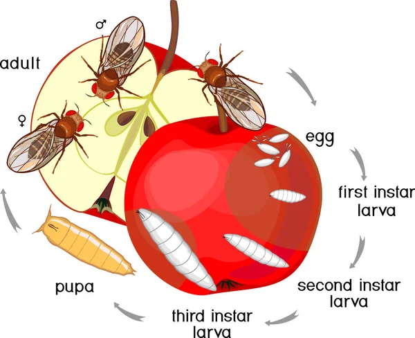 Cykl Życia Muchy Owocowej Drosophila Melanogaster Sekwencja Etapów Rozwoju Muchy — Wektor stockowy