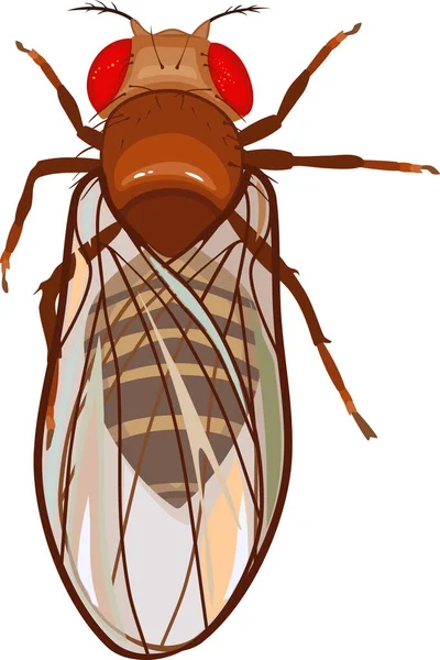 Mosca Fruta Fêmea Drosophila Melanogaster Isolada Sobre Fundo Branco — Vetor de Stock