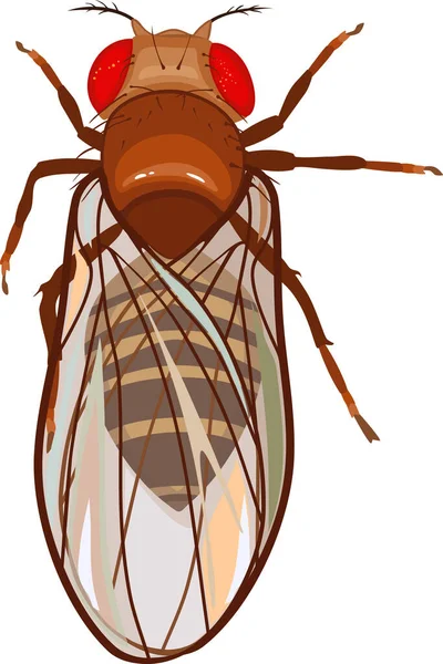 Mouche Des Fruits Femelle Drosophila Melanogaster Isolée Sur Fond Blanc — Image vectorielle