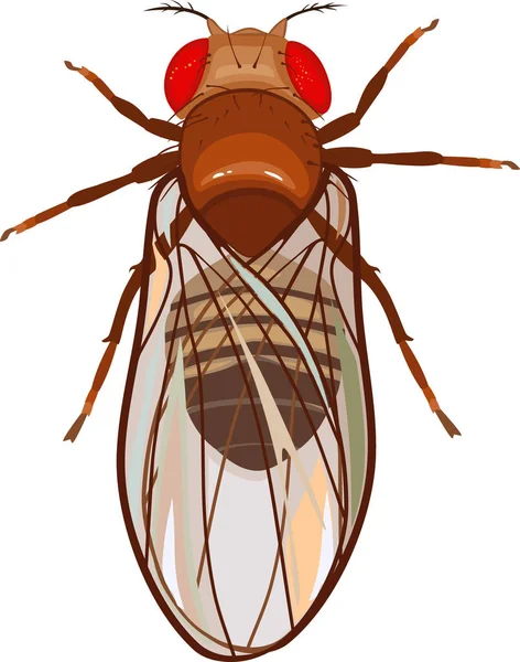 Mosca Fruta Masculina Drosophila Melanogaster Isolada Sobre Fundo Branco — Vetor de Stock