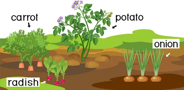 Landskap Med Grönsaksträdgård Potatis Lök Morot Och Rädisa Växter Med — Stock vektor