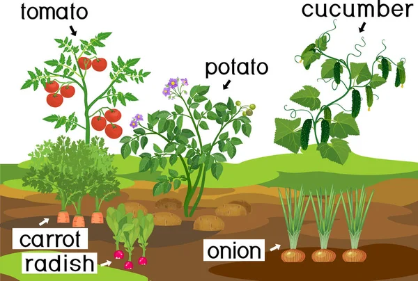 菜園と風景 ジャガイモ タマネギ ニンジンキュウリ トマト 大根の植物で 庭のベッドにタイトルが付いています — ストックベクタ