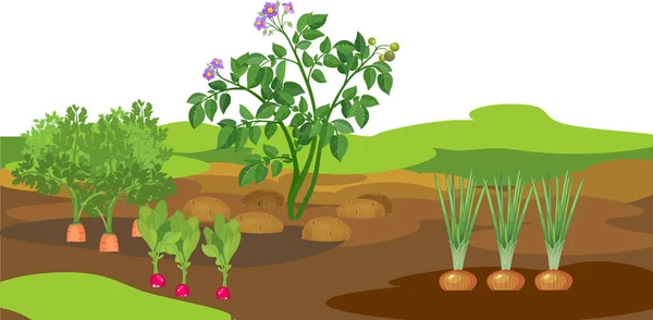 Landschaft Mit Gemüsegarten Kartoffel Zwiebel Möhren Und Rettichpflanzen Auf Dem — Stockvektor