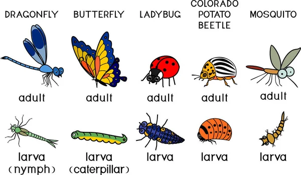 Ensemble Insectes Caricaturaux Adultes Larves Moustiques Papillons Libellules Doryphores Coccinelles — Image vectorielle