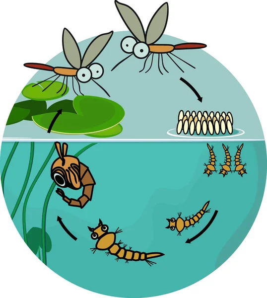 Ciclo Vida Del Mosquito Secuencia Etapas Desarrollo Del Mosquito Del — Vector de stock