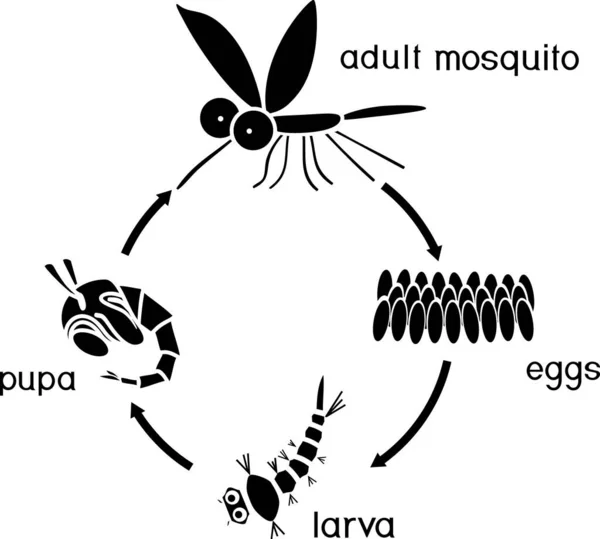 Μαύρη Σιλουέτα Του Κύκλου Ζωής Του Mosquito Ακολουθία Σταδίων Ανάπτυξης — Διανυσματικό Αρχείο