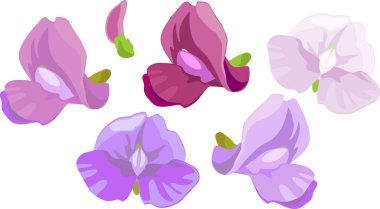  Mor fasulye çiçekleri beyaz arkaplanda izole edilmiş